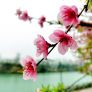 春来桃花放