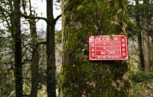 楠杆珍稀古树群保护完好