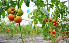 万山：九丰农业一期试种品热销