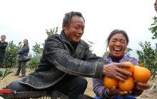 德江潮砥镇脐橙产销两旺