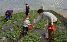 松桃世昌乡草莓熟了