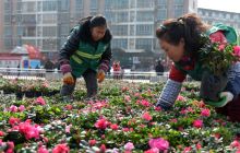 松桃7多万盆花盆喜迎新春