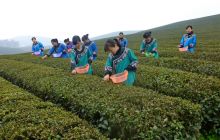 松桃梵锦茶业荣膺“百年世博中国名茶金骆驼奖”