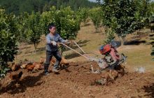 松桃：春日生态园里果农忙