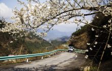 楠杆：10万亩樱花惹人眼