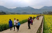  瓦屋万亩油菜花 等你来观赏