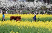 沿河：农旅同频共振富了农民，乐了游客