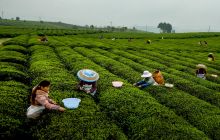 松桃茶园忙采“明前茶”