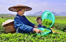 松桃摄影家协会年会暨“梵净茶叶”杯一日摄影赛