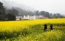 平原中坝景色迷人