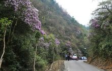 印江野生杜鹃花竞相绽放