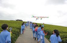 松桃：正大茶园迎客来