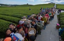 松桃：抢采春茶