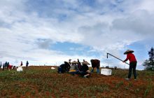 市老摄协探访碧江区枫木坪村“空中花园”