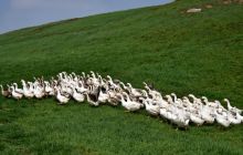 松桃贫困户养鹅成为脱贫示范户