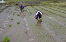 松桃村民忙春耕