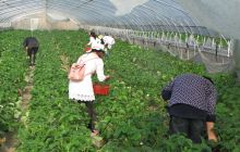 盘塘村里草莓红