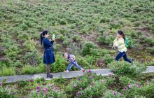 南国玫瑰盛开，等你来赏