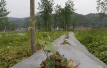 德江900亩罗汉果长势良好