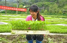 松桃甘龙村辣椒苗长势好