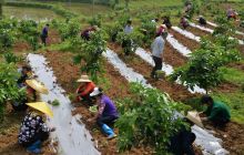 松桃：“支部+党员+贫困户”模式助脱贫