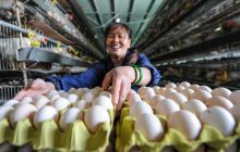 松桃：鸡鸣“财”到民富村强