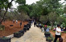 碧江区在加强对锦江沿岸的绿化 迎端午节
