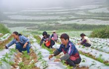 松桃甘龙镇大规模发展辣椒产业促农脱贫