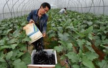 松桃：家庭绿色蔬菜+互联网直上餐桌