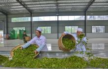 松桃有生态茶园20余万亩