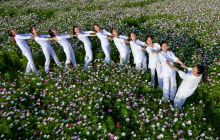 松桃：格桑花海醉游客