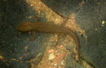 松桃：发现五节蛇和野生蝾螈珍稀动物