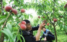 松桃：好山好水出好桃