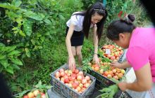 德江高家湾的桃子熟了