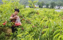 高家湾的桃子熟子