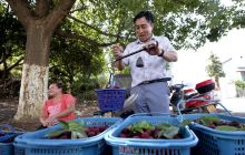 大龙：杨梅熟了 游客乐民增收