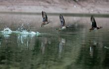 石阡县卡房坳洋溪河段发现大量鸳鸯