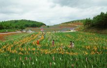 盛夏时节，万山区鱼塘乡“花千谷”开放旅游