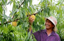 玉屏品桃正当时