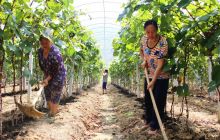 沿河玛脑村标准化葡萄种植基地建设助农增收