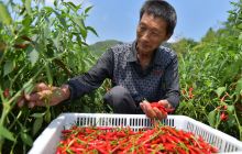 辣椒丰收农民忙