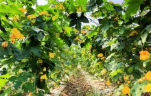 铜仁市碧江区鹏发生态蔬菜专业合作社