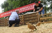 高速交警查获300多只画眉鸟放生大自然