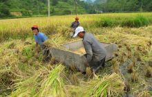 苗家山寨秋收忙