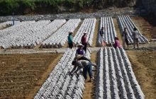 德江煎茶镇新场食用菌基地