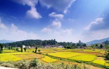 石阡县秋高气爽收稻忙