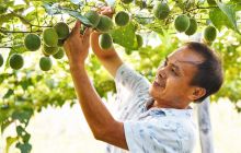 松桃大力发展罗汉果带领群众脱贫致富