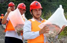 乌江沙沱水电站向库区放流珍稀鱼5万尾