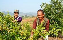 【网络媒体走转改】玉屏油茶喜迎大丰收