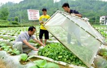 铜仁市蚜茧峰防控生物防治技术得到推广应用